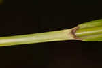 Georgia bulrush